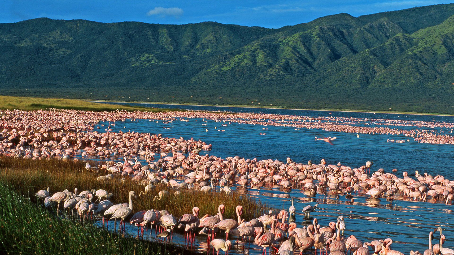 Lake Bogoria
